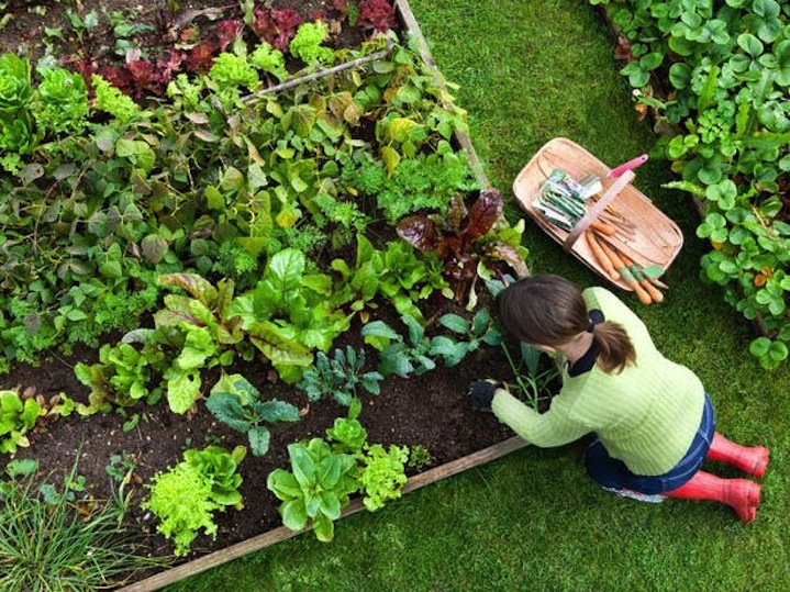 Learn How To Grow Your Own Food @ The CivicLab